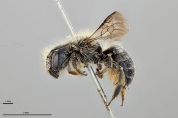 Media type: image;   Entomology 793373 Aspect: habitus lateral view